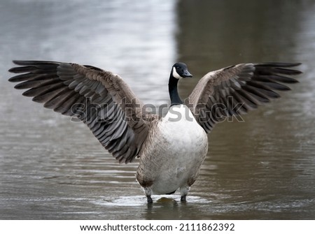 Canadian goose spreading his wings