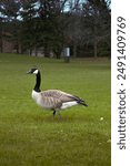Canadian goose standing in a park. Full body. 