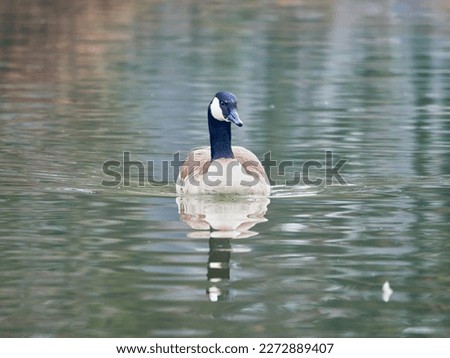 Canadian goose swimming on calm lake water. One Canadian goose floating on a lake. Branta canadensis preening