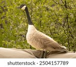 Canadian goose taking a break