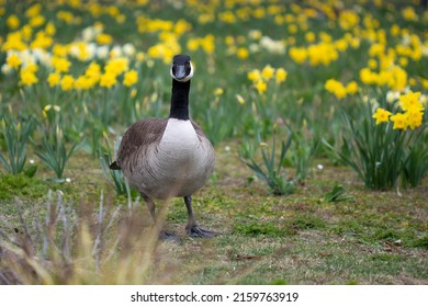 A Canadian Goose Walking Among Narcissus Flowers. A Duck Standing In Grassland. A Large Bird On Yellow And Green Grass Background.