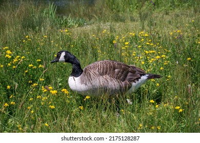 Canadian Goose Walking Through Grassland Of Flowers. Water Bird In Long Grass Meadow By Lake. Migrating Bird. 