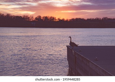 Canadian Goose Watching The Sunset