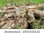 A Canadian gopher climbs out of its burrow under a tree. Rodents in the wild. 