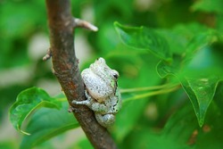 Canadian Grey Tree Frog On A Small Branch Amongst Foliage