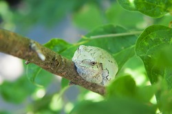 Canadian Grey Tree Frog On A Small Branch Amongst Foliage
