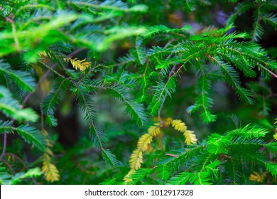 Canadian Hemlock Branches And Leaves In A Closeup. Eastern Hemlock Also Known As Eastern Hemlock-spruce, Tsuga Canadensis, Showing New Needle Growth. State Tree Of Pennsylvania.