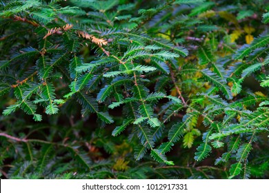 Canadian Hemlock Branches And Leaves In A Closeup. Eastern Hemlock Also Known As Eastern Hemlock-spruce, Tsuga Canadensis, Showing New Needle Growth. State Tree Of Pennsylvania.