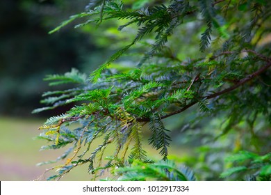 Canadian Hemlock Branches And Leaves In A Closeup. Eastern Hemlock Also Known As Eastern Hemlock-spruce, Tsuga Canadensis, Showing New Needle Growth. State Tree Of Pennsylvania.