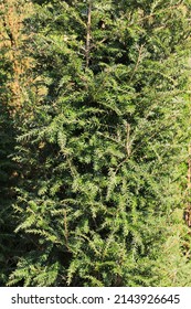 Canadian Hemlock In Sunny March