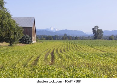 A Canadian homestead on the West Coast/A Canadian homestead/Rural agricultural land on a typical Canadian farm.