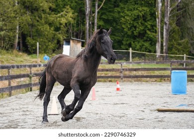 a canadian horse (equus ferus caballus) cantering in an arena