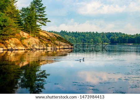 CANADIAN LANDSCAPE WITH LOONS AT SUNRISE - 3 loons/birds swimming by beautiful lake view in Canada, with rocks and forest trees surrounding. Classic Canadiana summer scene. Muskoka, Ontario, Canada 