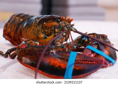 canadian live maine lobster in close up, seafood speciality
