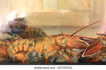 Canadian Lobster Swimming In Tank.