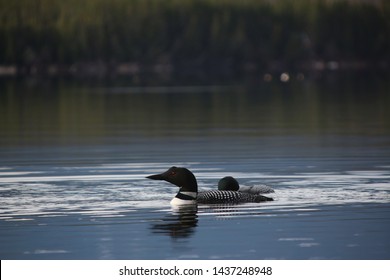 A Canadian Loonie Swimming In A Lake