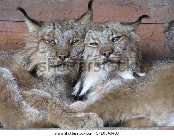 Canadian Lynx Cat Cuddles. The Canada\
lynx is a medium-sized lynx native to North America.\
