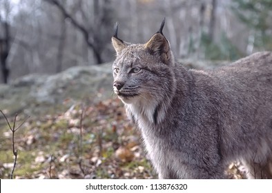 Canadian Lynx In Northern Minnesota Forest