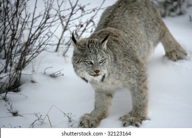 1,523 Canadian Lynx Images, Stock Photos & Vectors 