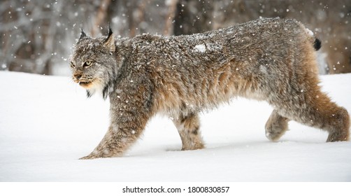 Canadian lynx in the wild