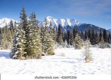 Canadian mountain winter landscape, snow covered ground with lightly snow dusted pine trees, and snow capped mountains in the background. Clear blue sky - Powered by Shutterstock
