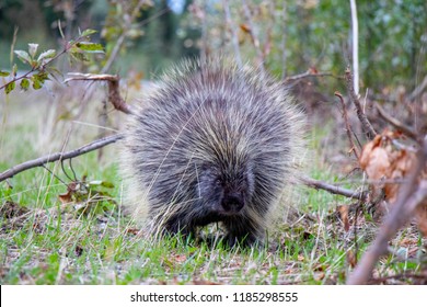 Canadian Porcupine, North Yukon, Canada