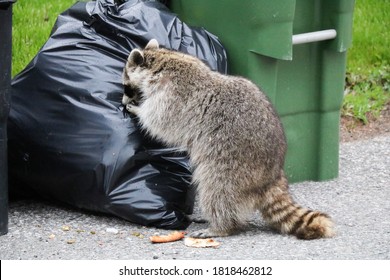 Canadian Raccoon Near A Garbage Bin.