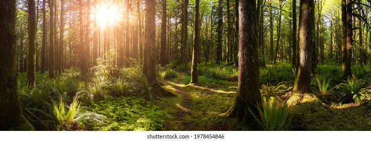 Canadian Rain Forest. Beautiful View of Fresh Green Trees in the Woods with Moss. Taken in Golden Ears Provincial Park, near Vancouver, British Columbia, Canada. Panorama Nature Background - Powered by Shutterstock