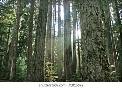 Canadian Rainforest in Pacific Rim National Park near Tofino, BC, Canada