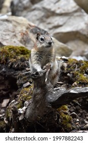 Canadian Rockies Wildlife Alberta Canada Banff National Park