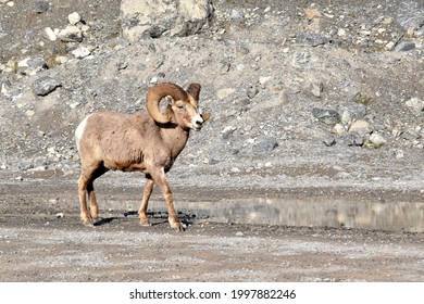 Canadian Rockies Wildlife Alberta Canada Banff National Park