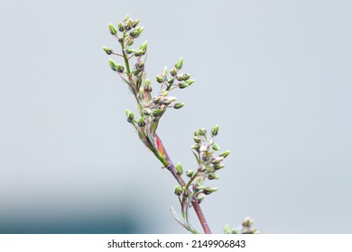 A Canadian Serviceberry Flower That Has Not Bloomed Yet In Indianapolis