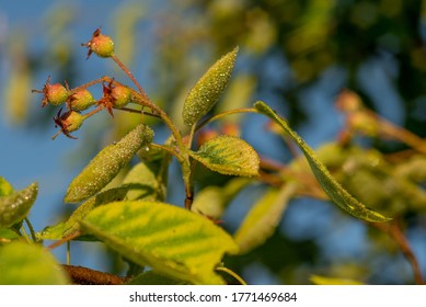 Canadian Serviceberry, Juneberry In The Morning Dew