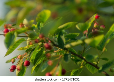 Canadian Serviceberry, Juneberry Twigs Fluttering In The Wind