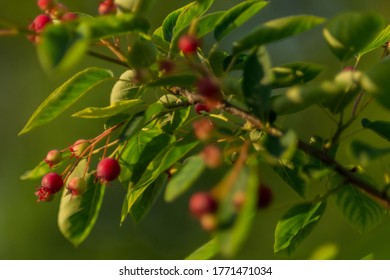 Canadian Serviceberry, Juneberry Twigs Fluttering In The Wind