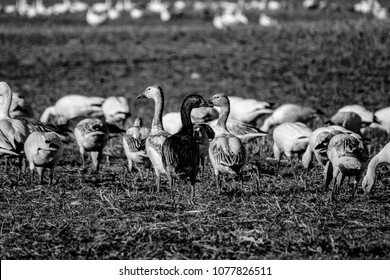 Canadian Snow Geese