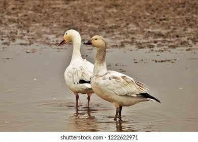 Canadian Snow Geese On The Wetlands