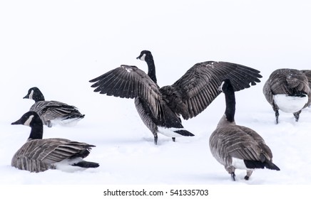 Canadian Snow Geese Wings