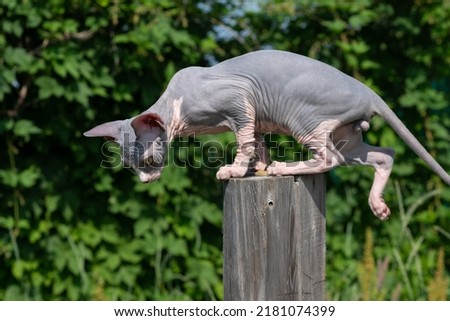 Canadian Sphynx Cat of blue and white color, 15 weeks old, has jumped on wooden pole, playing on playground and is looking down carefully to jump off. Photo of domestic animal outdoors breeding kennel