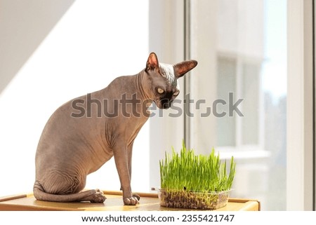 The Canadian sphynx cat eats sprouted wheat grass for animals.