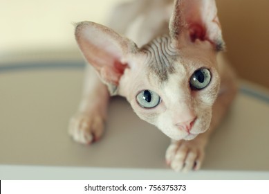 Canadian Sphynx Cat And Newborn Kittens