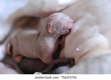 Canadian Sphynx Cat And Newborn Kittens