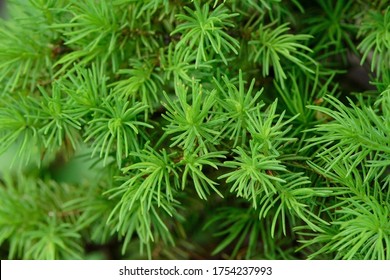Canadian spruce needles. Coniferous dwarf tree Konica. Sharp needles of spruce. nature, season and environment concept. close up. macro