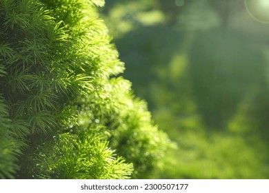 Canadian spruce needles. Coniferous dwarf tree Konica. Sharp needles of spruce in the sunlight. Close up. macro
