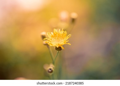 Canadian Summer Nature In August. Ontario Flowers And Wild Flowers, Abstract Background.