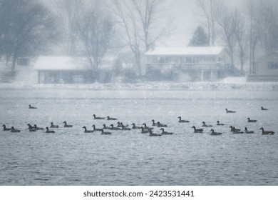 Canadian swim on the waters of English Lake near Manitowoc, Wisconsin during a snow storm. - Powered by Shutterstock