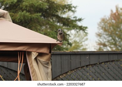 A Canadian Symbol, The Blue Jay Standing Atop A Gazebo.