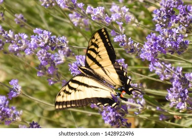 Canadian Tiger Swallow and beautiful lavender blooms. 