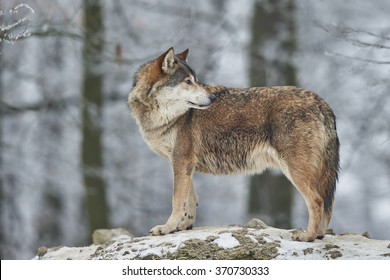 a canadian timberwolf in winter