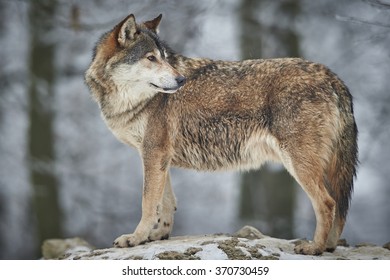 a canadian timberwolf in winter